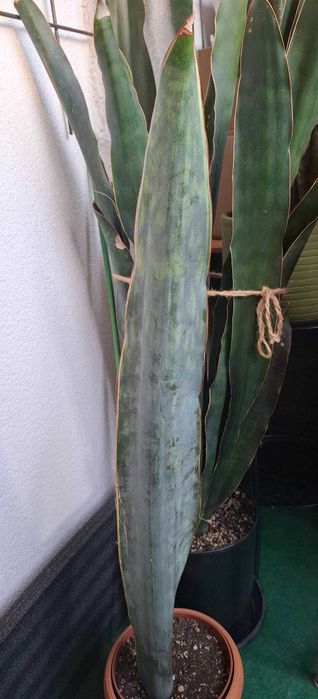 Sansevieria bhitalae Dragon King Warszawa Praga-Pnoc  OLX.pl