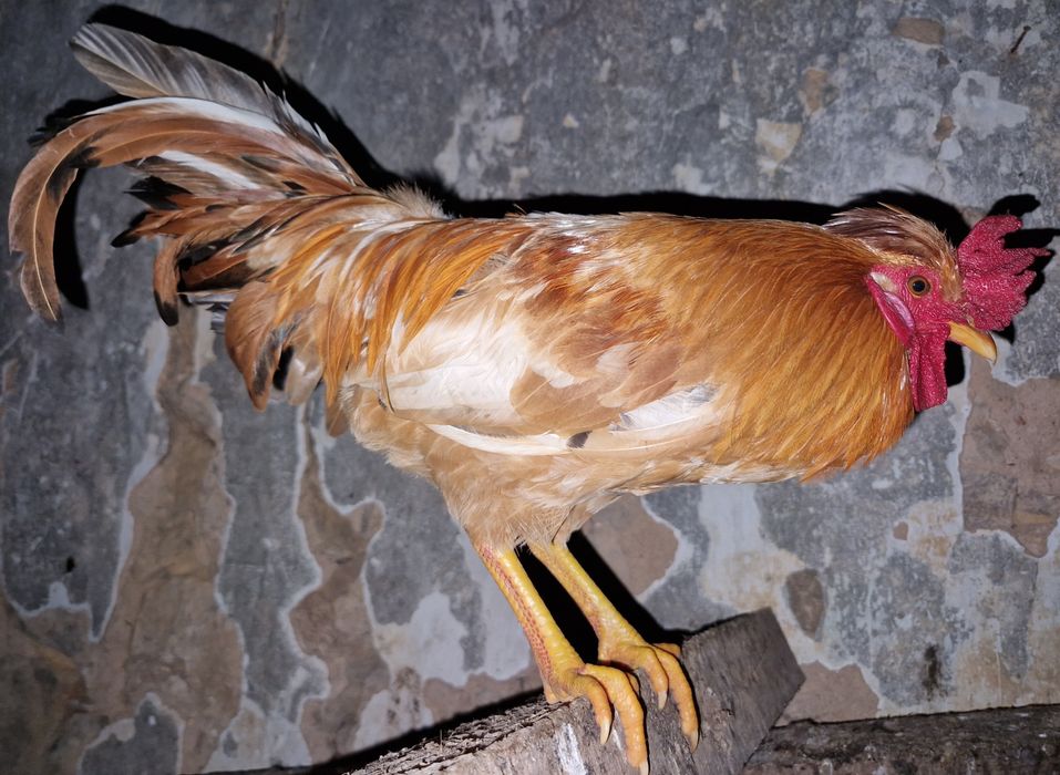 Troco 2 Galos  "Chines" Garnize por frangas ou galinhas por ovos