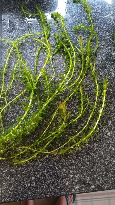 Plantas de aquário ou lago