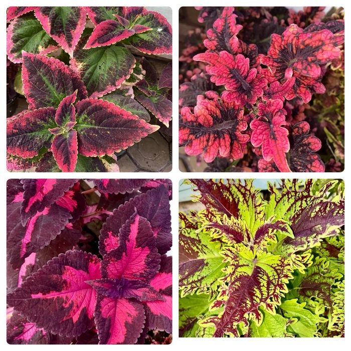 Колеуси  сортові наборами та Іпомея  батат