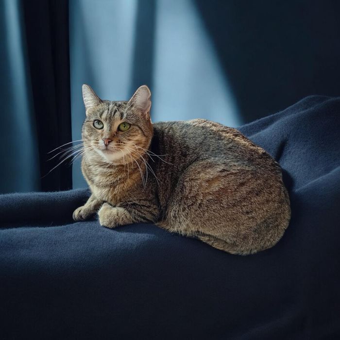 Urocza koteczka do adopcji