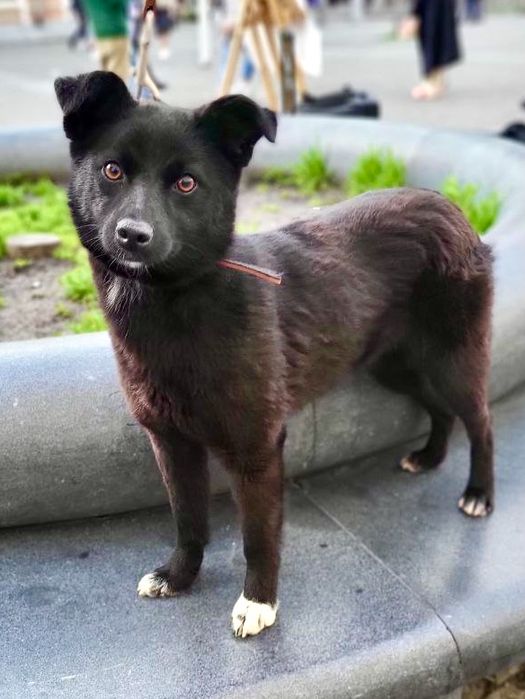 Девочка ищет хороший дом