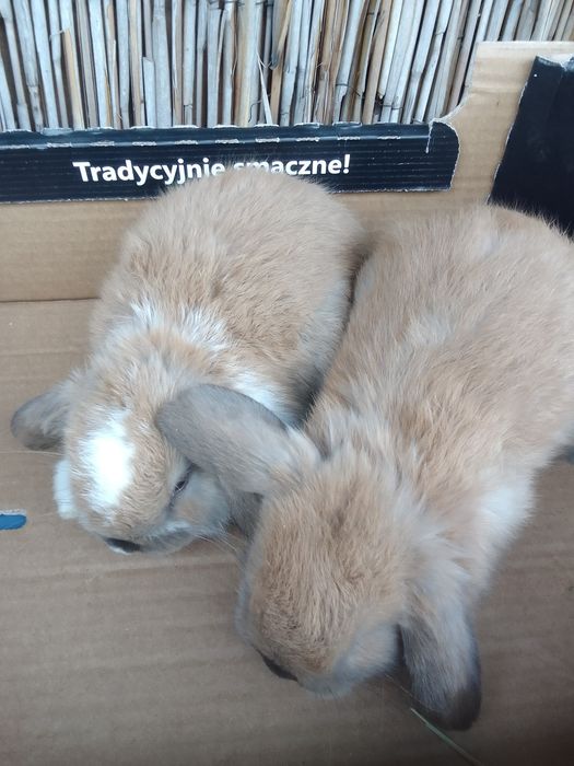 Królik baranek miniaturka