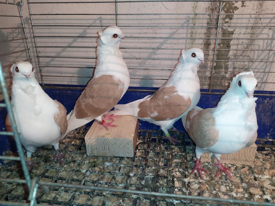 Sprzedam gołębie mewki