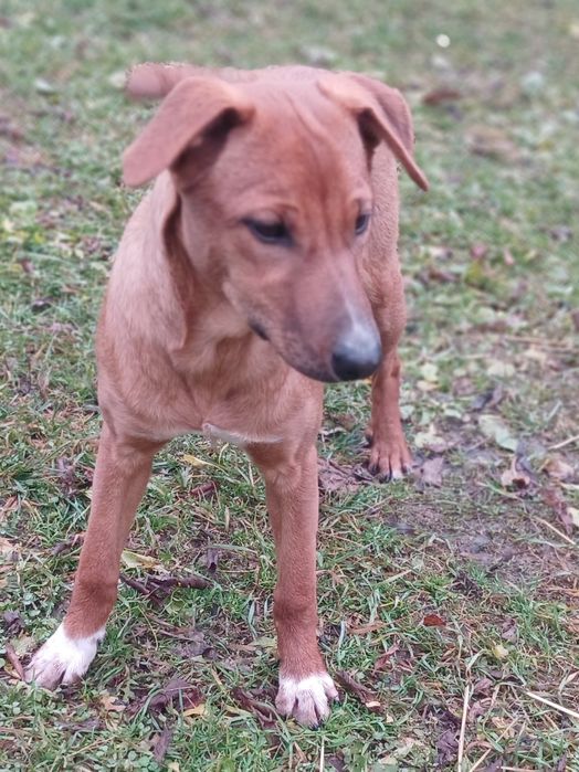 БЕЛОЧКА девочка 7  месяцев