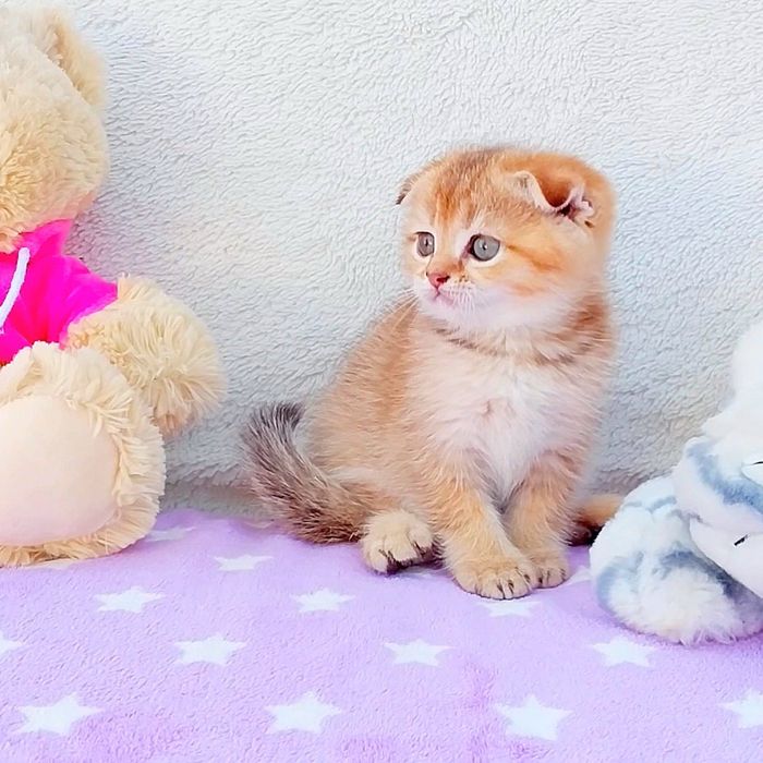 Золотий фолдик хлопчик красунчик