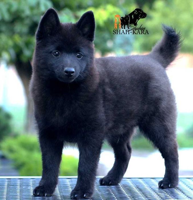 Шикарний хлопчик Шипперке