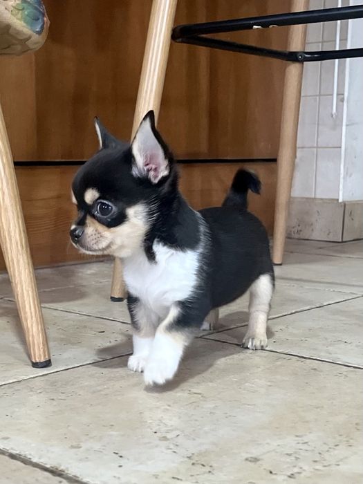 DODO - uroczy mały facecik. REZERWACJA