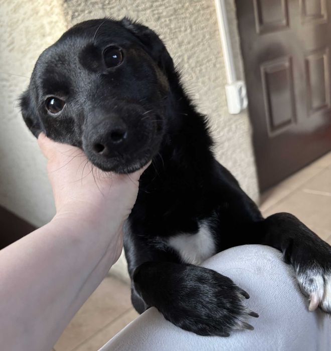 Muffinka szuka kochającego domu