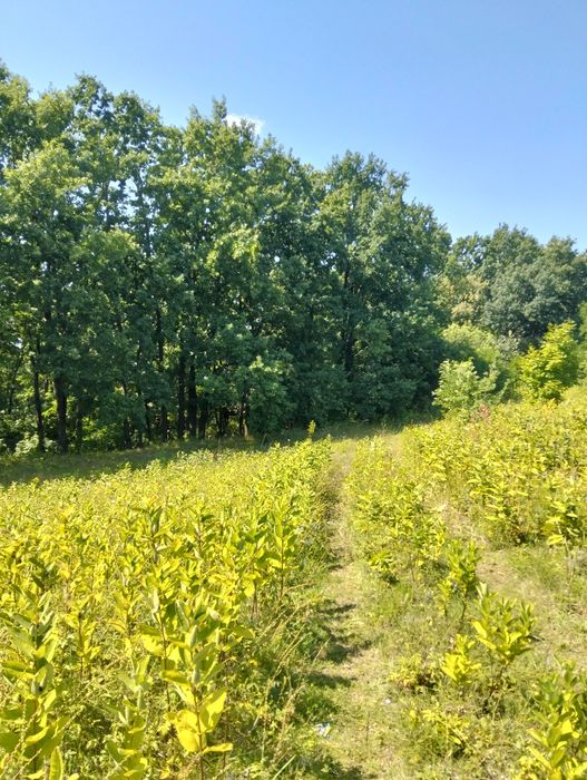 Продається земельна ділянка с. Новосілки