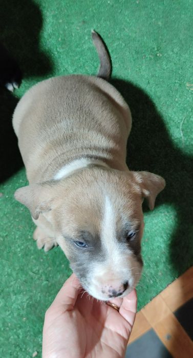 szczeniak w rasie Amstaff