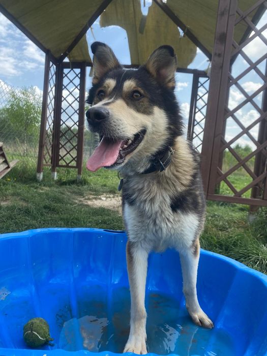 Kojak w typie husky czeka na Ciebie w schronisku! Adopcja dt