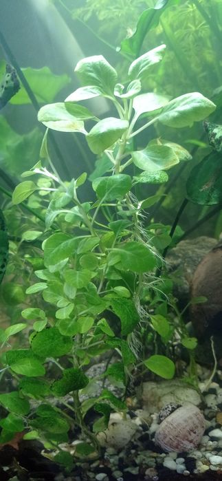 Roślina akw.  Lobelia Cardinalis