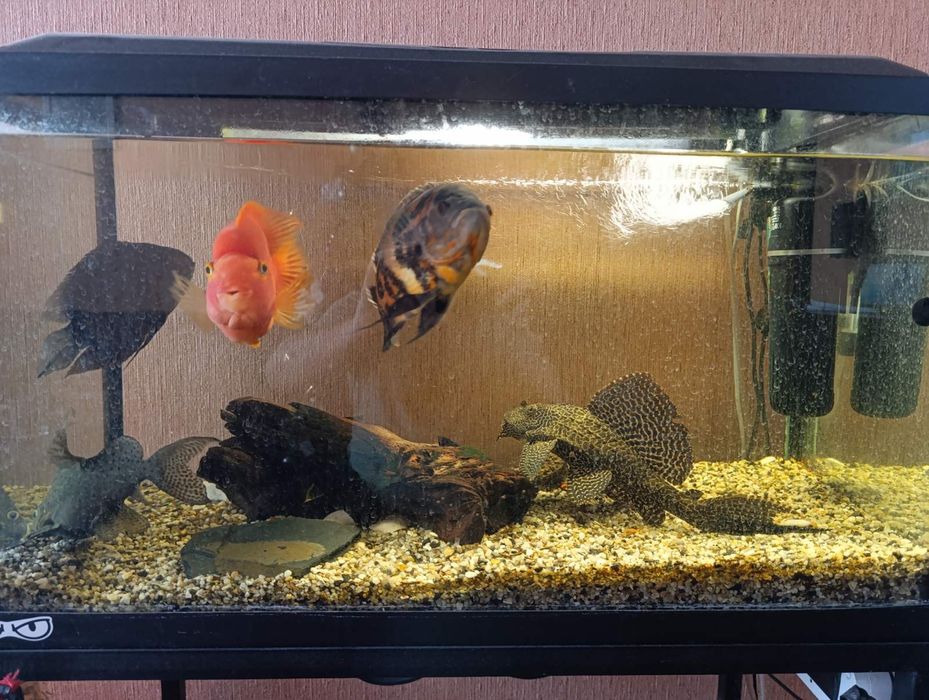 Рибкі хижі риби декоративні риби акваріум стійка для акваріуму