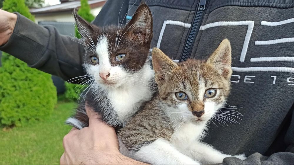 Oddam koty 2,5 miesiąca