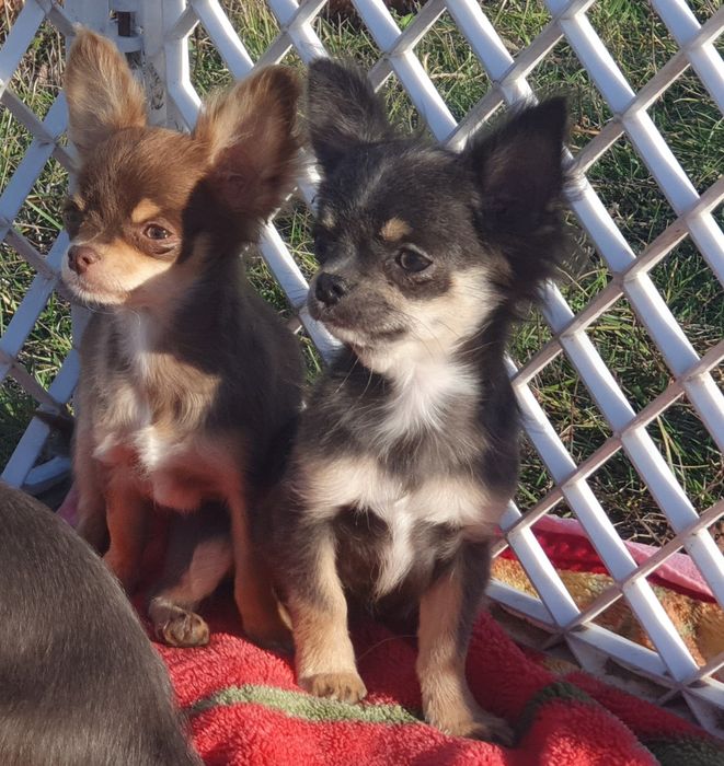 Мальчики чихуахуа