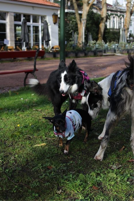 Pet Sitting & Pet Walking