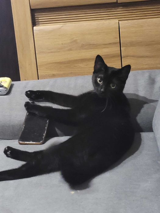 Roczna kotka szuka domu zastępczego