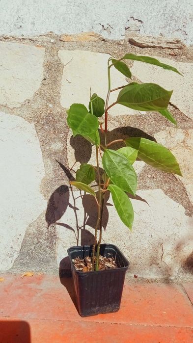 2 Pés de maracujá amarelo