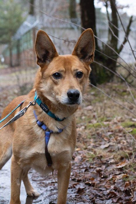 Piesek około 3 lata