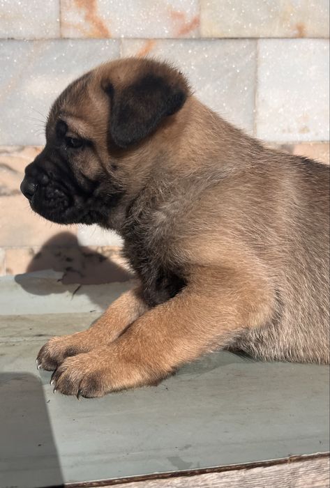 Adoçaão Dois machos Pastor alemão/Belga