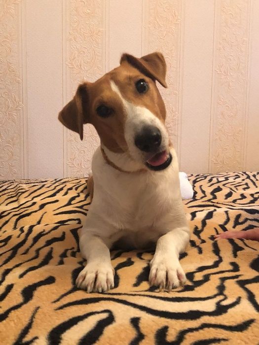 Фокстерьер для вязки