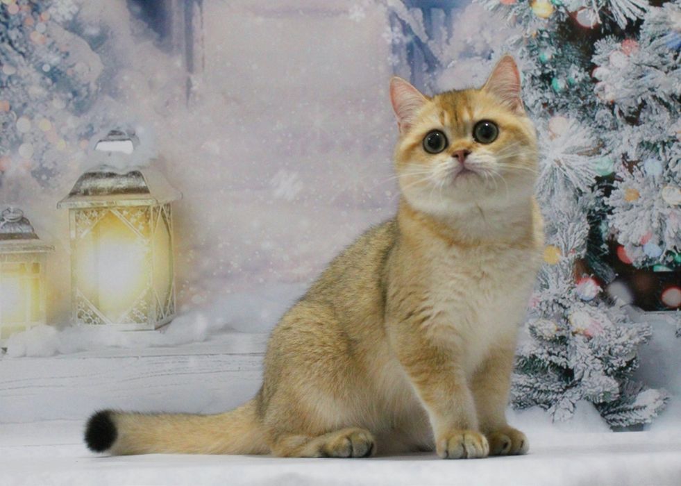 Золота британочка Умма шукає матусю