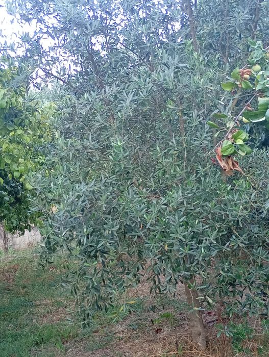 Oliveiras  ( Olea europaea )