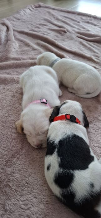 Szczeniaczki Beagle