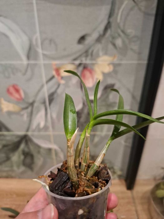Storczyk dendrobium 'Berry Oda'