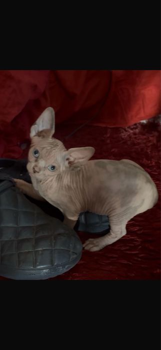sphynx  gata menina