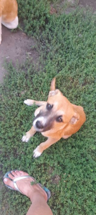 Безкоштовно маленькі пухнастики