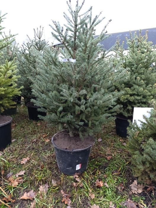 Ялинки до 150 см