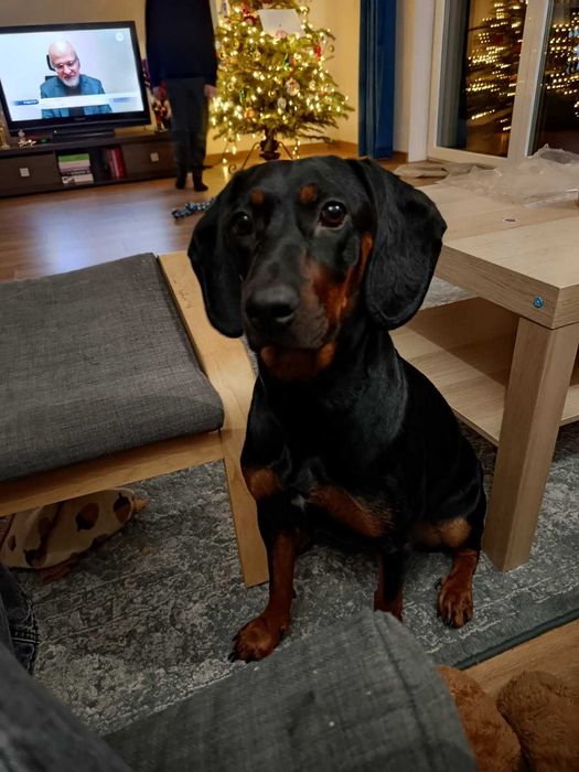 Oddam Gończy Polski