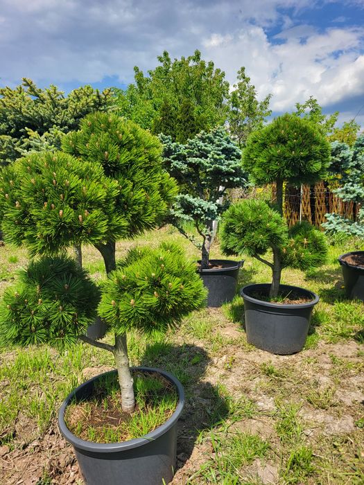 Sosny formowane,  świerki formowane,  Bonsai Niwaki,  Jałowce,  Boulevard,