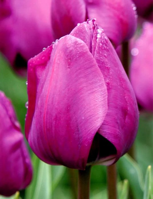 Tulipany cebulki z Holandii