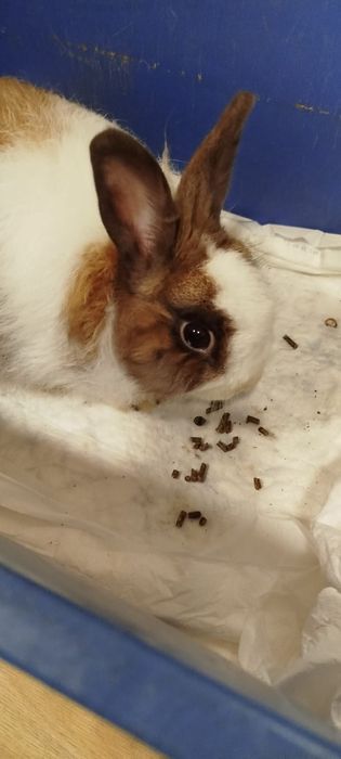 Doa se coelhinho