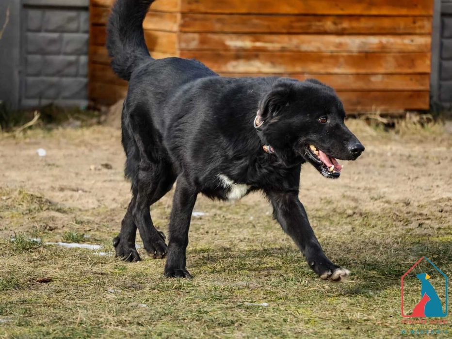 Wesoły Alex - pies który skradnie ci serce - adoptuj przyjaciela