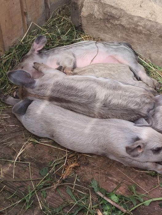 Поросята угорської мангалиці