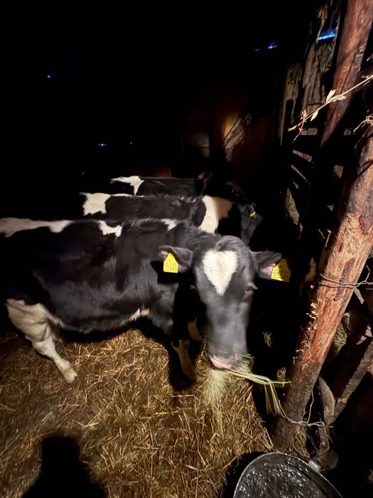 Cielaki, byczki 6 miesięcy