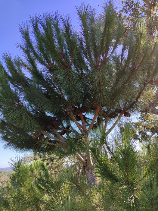 Enxertia de Pinheiro Manso