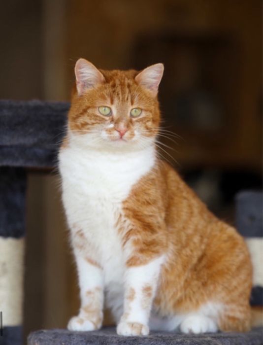 Ручная кошечка Фрау 2 года, лапочка, красивый котенок