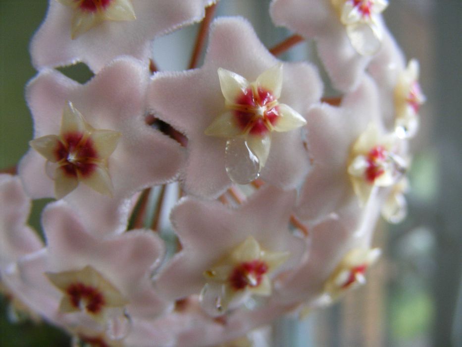 Хойа воскова, садженець