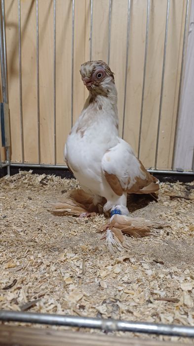 Motyl Warszawski żółty Samica