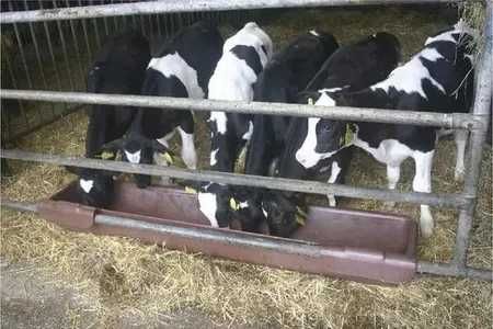 Koryto - żłób podłużny uniwersalny dla koni i bydła