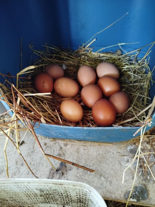 Ovos Caseiros Fresquinhos – Direto da quinta para Sua Mesa!