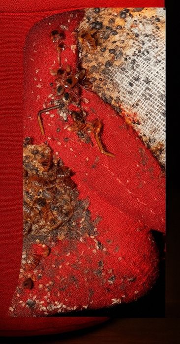 Pluskwy, HOTEL, zwalczanie pluskiew, KARALUCHY, odpluskwianie hoteli