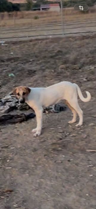 Cães cruzados de rafeiro alentejano com 4 meses