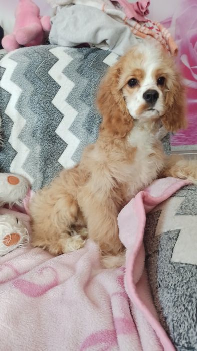 Американський кокер-спаніель.