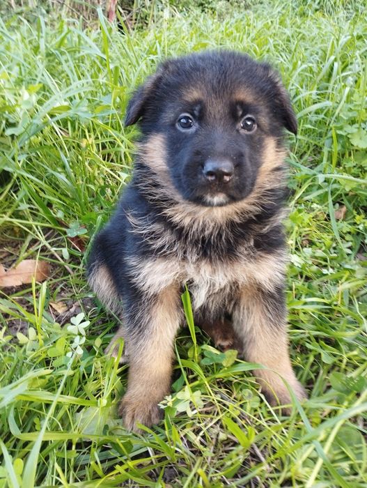 Pastor Alemão com lop